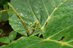 Leea macrophylla